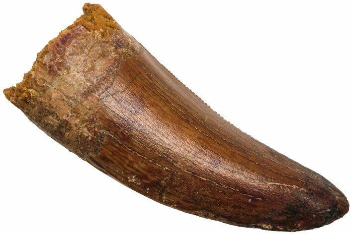 Serrated, Juvenile Carcharodontosaurus Tooth #214465